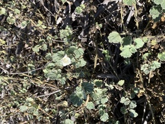Malvella leprosa