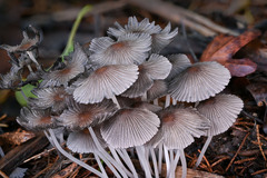 Setulosi