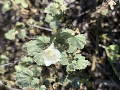 Malvella leprosa