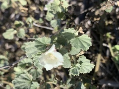 Malvella leprosa