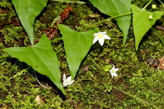 Zehneria cunninghamii