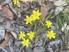 Tricoryne