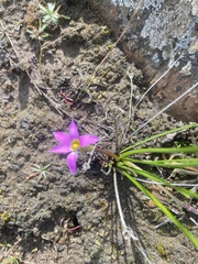 Romulea rosea australis