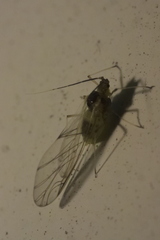 Macrosiphum