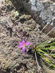 Romulea rosea australis