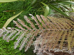 Dicksonia fibrosa