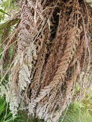 Dicksonia fibrosa