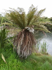 Dicksonia fibrosa