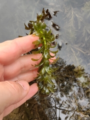 Egeria densa