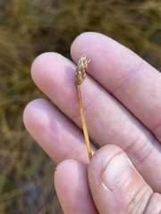 Eleocharis rostellata