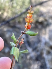 Lonicera subspicata denudata