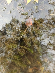 Egeria densa