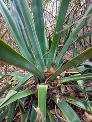 Agave sisalana