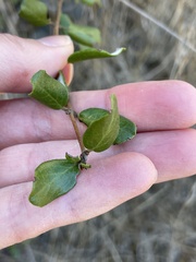 Lonicera subspicata denudata