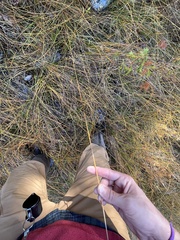 Eleocharis rostellata