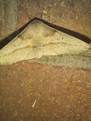 Antictenia punctunculus