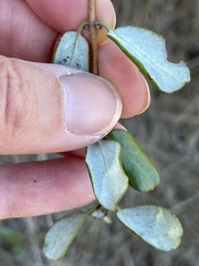 Lonicera subspicata denudata