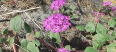 Abronia villosa villosa
