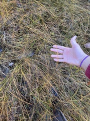 Eleocharis rostellata