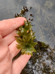 Egeria densa