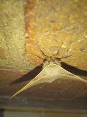 Antictenia punctunculus