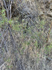 Lonicera subspicata denudata