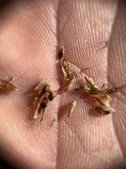 Eleocharis rostellata
