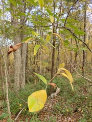 Lonicera sempervirens