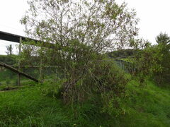 Veronica stricta stricta