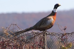 Phasianus colchicus pallasi