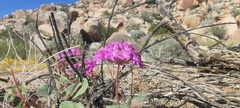 Abronia villosa villosa