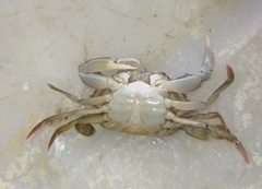 Callinectes arcuatus