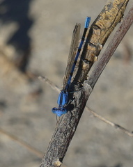 Argia agrioides