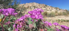 Abronia villosa villosa