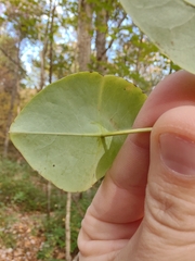 Lonicera sempervirens