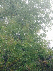 Populus deltoides monilifera