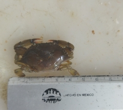 Callinectes arcuatus