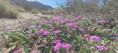 Abronia villosa villosa