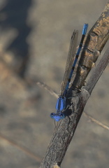 Argia agrioides