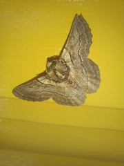 Hypobapta tachyhalotaria