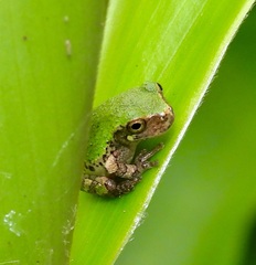 Hyla chrysoscelis