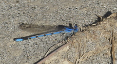 Argia agrioides