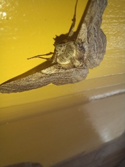 Hypobapta tachyhalotaria