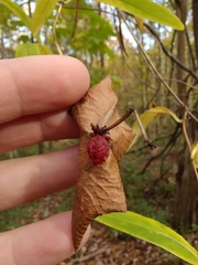 Lonicera sempervirens