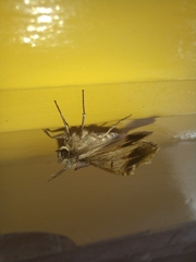 Hypobapta tachyhalotaria