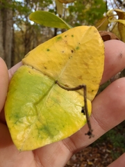 Lonicera sempervirens