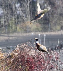 Phasianus colchicus pallasi