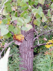 Populus deltoides monilifera