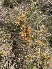 Pultenaea procumbens