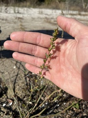 Polygonum ramosissimum